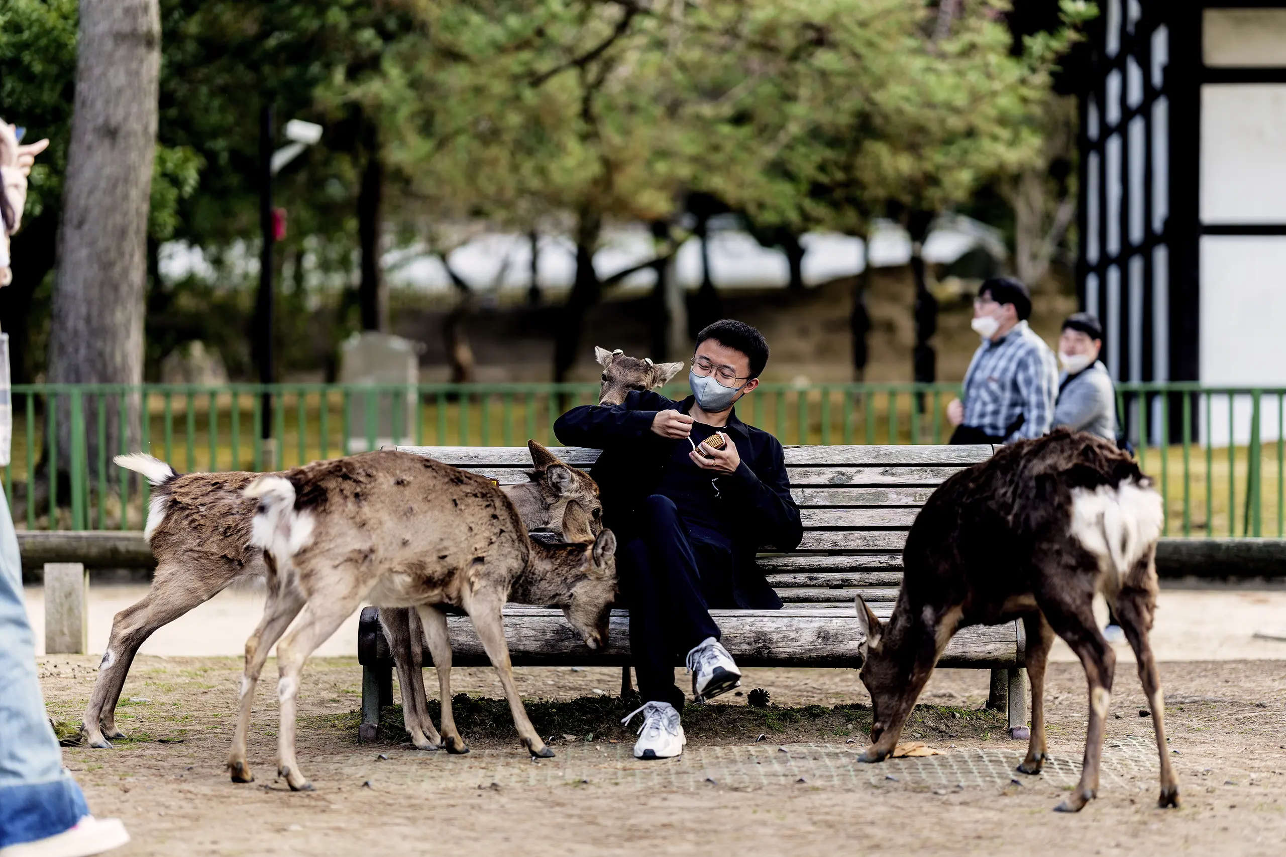 Surrounded By Deers